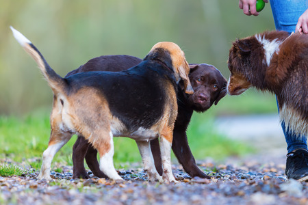 meeting of a Beagle, a Labrador puppy and an Australian Shepherd dog outdoorsの写真素材