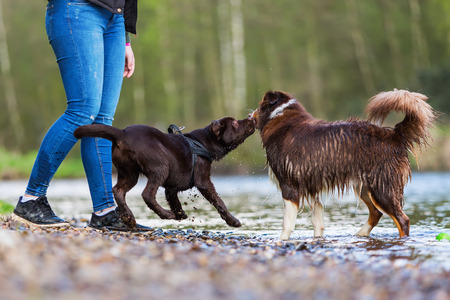 young woman with an Australian Shepherd and a Labrador puppy at the riverの写真素材