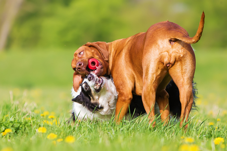 picture of a Border Collie and Rhodesian Ridgeback fighting for a toyの写真素材