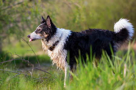 portrait picture of a Border Collie dog in the natureの写真素材