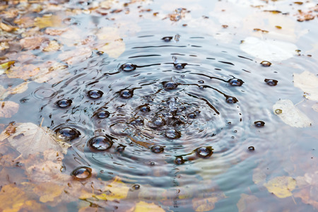 picture of water dripping in a pond with autumn leaves