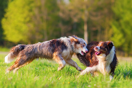 two Australian Shepherd dogs fighting on the meadowの写真素材
