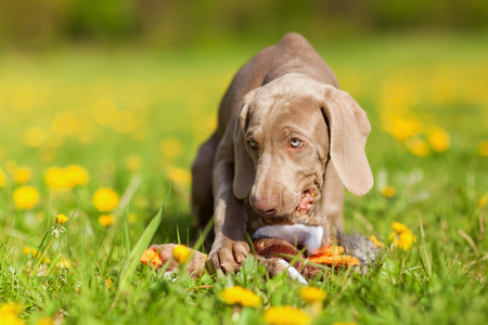 cute Weimaraner puppy plays with a pheasant plushie in a dandelion meadowの写真素材