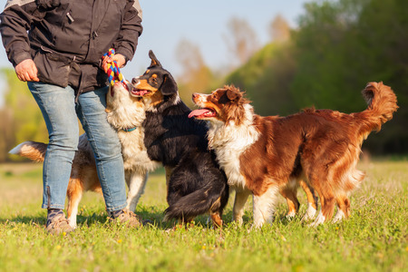 picture of a person playing with four Australian Shepherd outdoorsの写真素材
