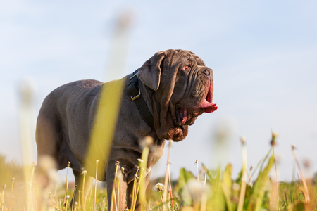 picture of a Neapolitan Mastiff in a dandelion meadowの写真素材