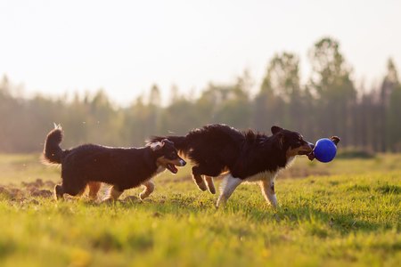 two Australian Shepherd dogs playing with a ballの写真素材
