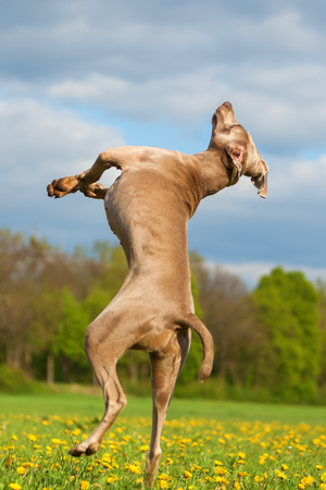 picture of a Weimaraner dog who jumps highの写真素材