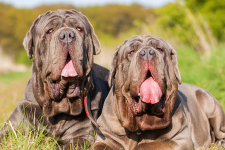 portrait picture of two Neapolitan Mastiff outdoorsの写真素材
