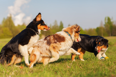 picture of Australian Shepherd dogs running for a toyの写真素材