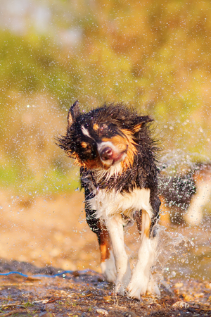 picture of an Australian Shepherd shaking the wet furの写真素材
