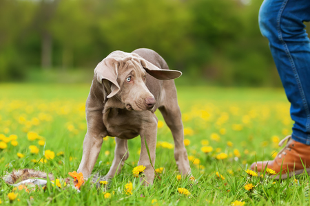 picture of a cute Weimaraner puppy playing on the meadowの写真素材