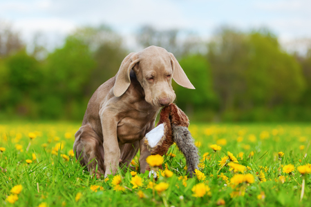 picture of a Weimaraner puppy playing with a plush pheasantの写真素材