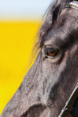 portrait of a Friesian horse in a rape fieldの写真素材