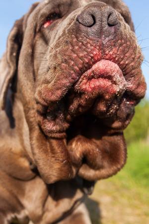 closeup picture of the snout of an Neapolitan Mastiffの写真素材