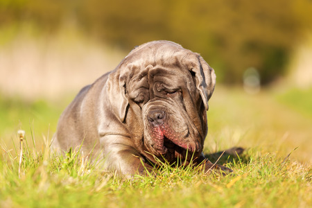 portrait of a Neopolitan Mastiff dog outdoors on a meadowの写真素材