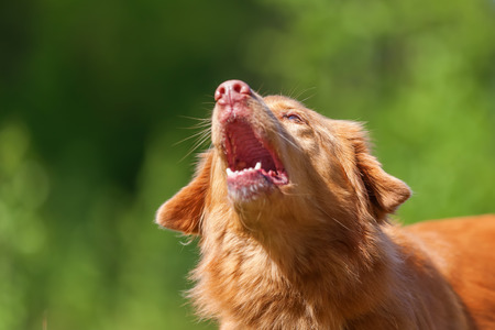 outdoor portrait of a Nova Scotia Duck Tolling Retrieverの写真素材