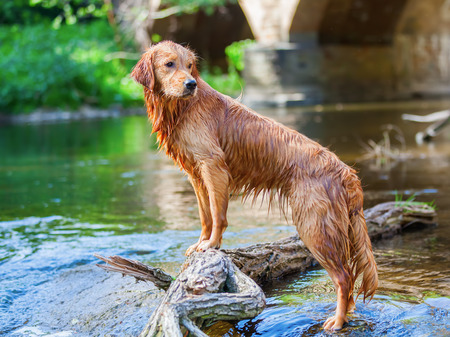 portrait of a golden retriever standing in a riverの写真素材