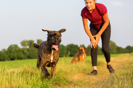teenage girl playing with boxer dogs in the fieldの写真素材