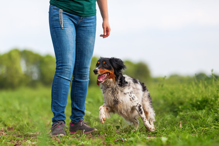 woman plays with a Brittany dog on a field