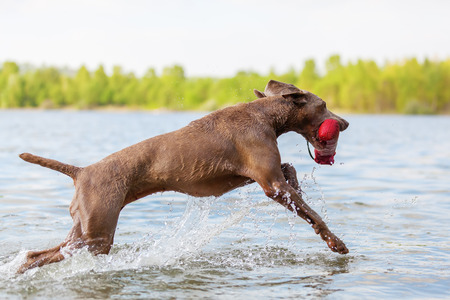 Weimaraner dog running in a lake to retrieve a treat bagの写真素材