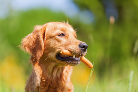 picture of a golden retriever with a sausage in the snoutの写真素材