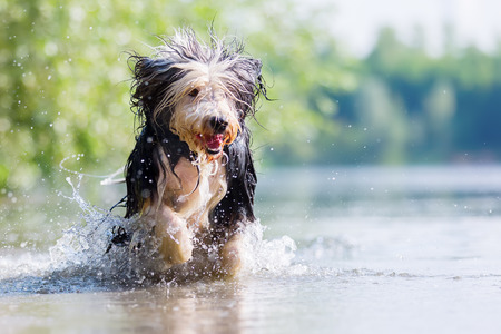 bearded collie with wet and flowing fur runs in a lakeの写真素材
