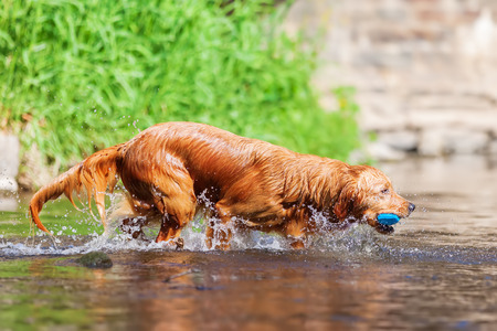 golden retriever with a treat bag in the snout in a riverの写真素材