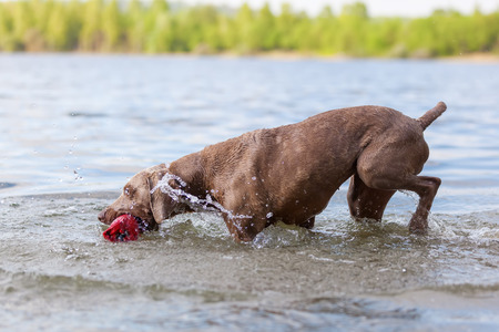 Weimaraner dog running in a lake to retrieve a treat bagの写真素材