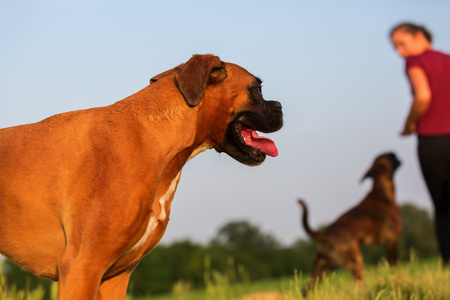 teenage girl playing with boxer dogs in the fieldの写真素材