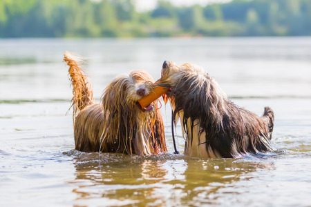 two bearded collies playing with a toy in a lake