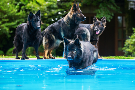 pack of old German shepherd dogs at the swimming-poolの写真素材