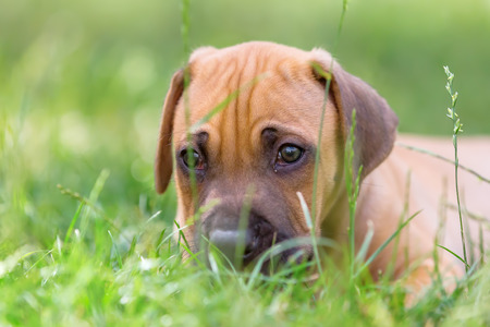 portrait of a cute rhodesian ridgeback puppy who lies in the grassの写真素材