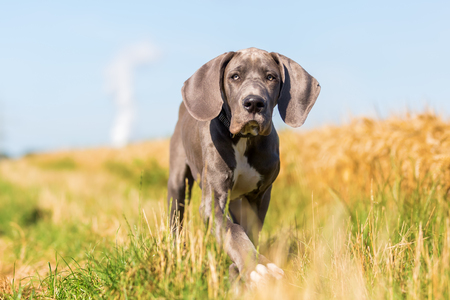 picture of a cute great dane puppy who is running on a country pathの写真素材