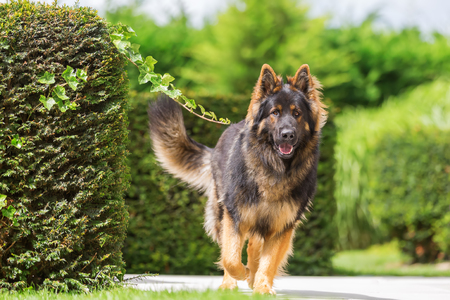 picture of an old German shepherd who is walking on a terraceの写真素材