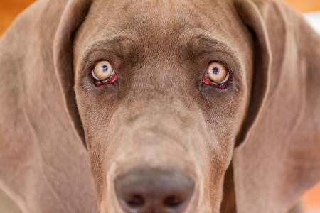closeup portrait picture of a great dane puppyの写真素材