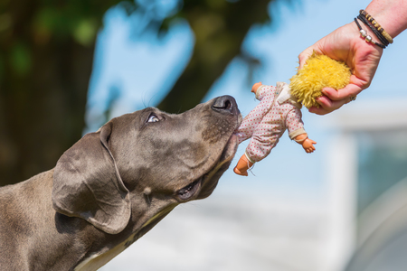 female hand holds a puppet and a great dane puppy pulls at a puppet pulls at itの写真素材