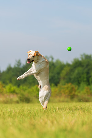 picture of a labrador retriever who is jumping for a ballの写真素材
