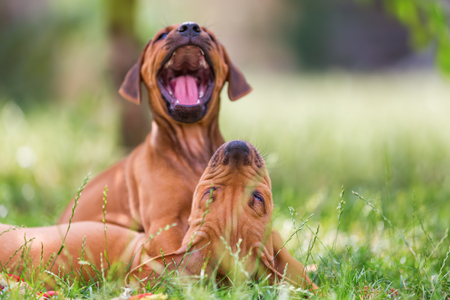 cute rhodesian ridgeback puppies playing on the meadowの写真素材