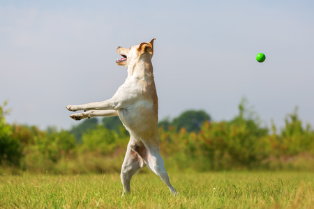 picture of a labrador retriever who is jumping for a ballの写真素材
