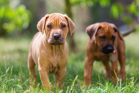 cute rhodesian ridgeback puppies playing on the meadowの写真素材