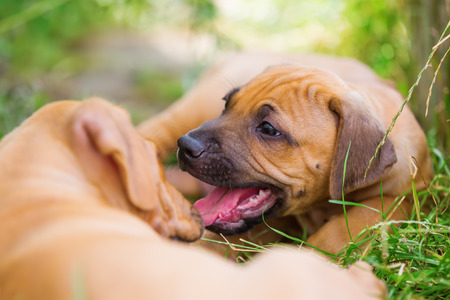 cute rhodesian ridgeback puppies playing on the meadowの写真素材