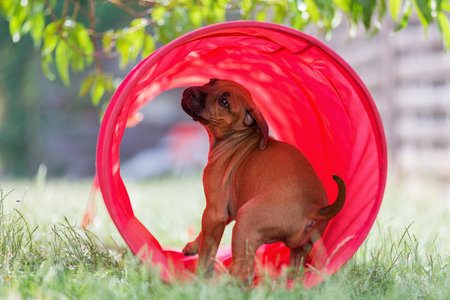 cute rhodesian ridgeback puppy sits in a gaming tunnelの写真素材