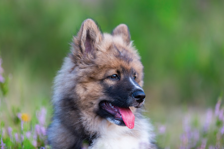 head portrait picture of a cute elo puppyの写真素材