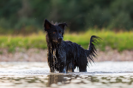 picture of a Harzer Fuchs - Australian Shepherd hybrid who is standing in a lakeの写真素材