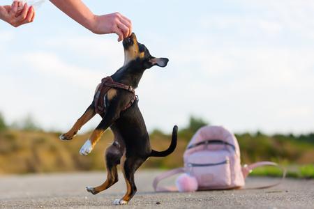 picture of a woman who is playing with a pinscher hybrid puppy outdoorsの写真素材