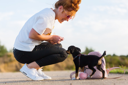 picture of a woman who is playing with a pinscher hybrid puppy outdoorsの写真素材