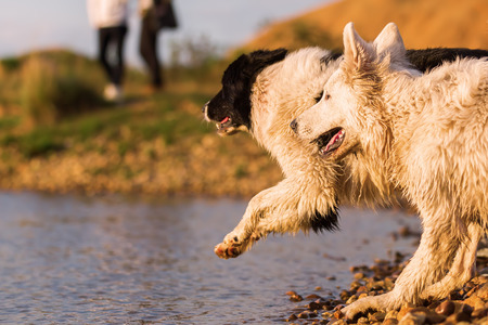 a white German Shepherd and a border collie are playing at a lake