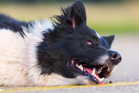 head portrait of a border collie who is lying on the asphalt