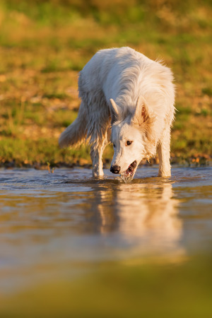 picture of awhite German Shepherd who drinks water from a lakeの写真素材