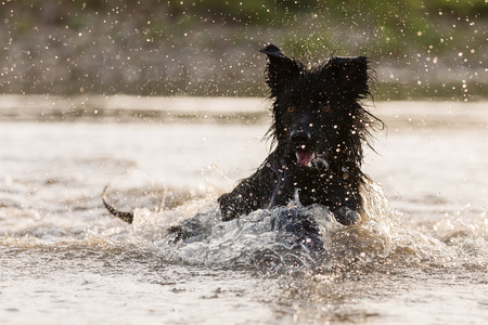 picture of a black Harzer Fuchs-Australian Shepherd hybrid who swims in a lakeの写真素材